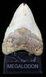 Large, Megalodon Tooth - North Carolina #38679-2